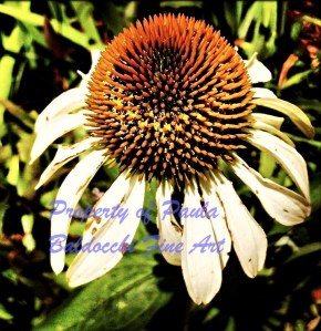 coneflower_1
